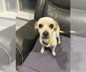 Chihuahua-Unknown Mix Dogs for adoption in Cranston, RI, USA