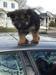 Small Photo #7 German Shepherd Dog Puppy For Sale in TROUTDALE, OR, USA