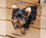 Small #8 Yorkshire Terrier