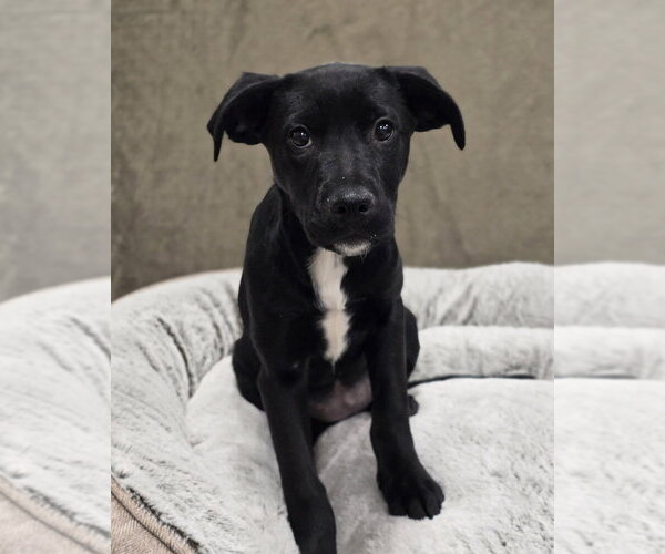 Medium Photo #3 Labrottie Puppy For Sale in Lakewood, CO, USA