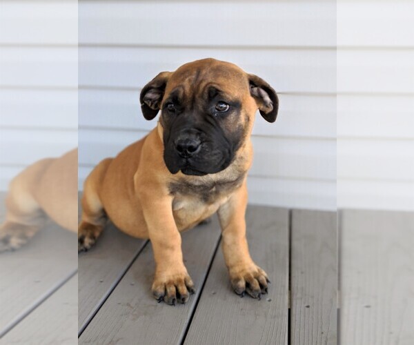 Medium Photo #3 Mastiff Puppy For Sale in OXFORD, PA, USA