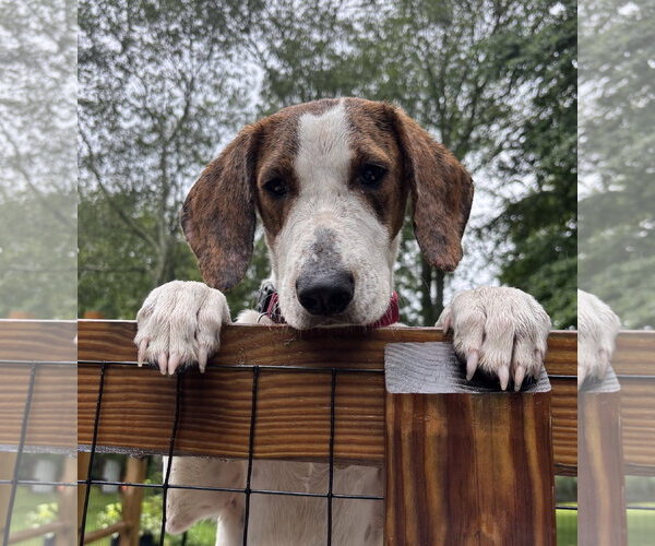 Medium Photo #5 Mutt Puppy For Sale in Wakefield, RI, USA