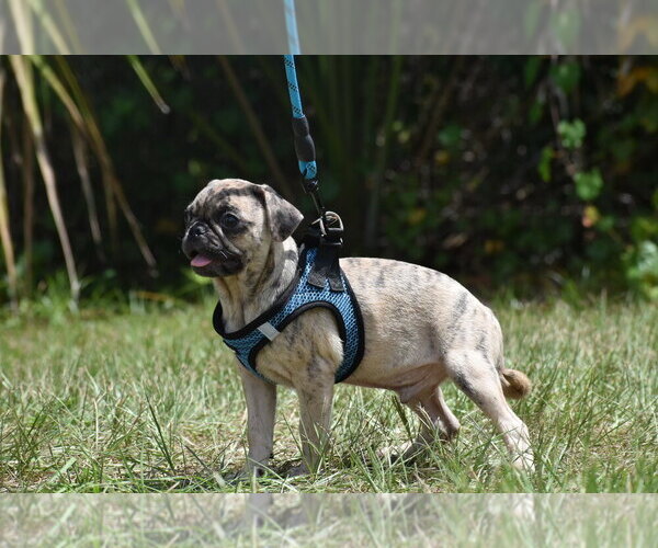 Medium Photo #5 Pug Puppy For Sale in PALM COAST, FL, USA