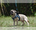 Small #4 Pug