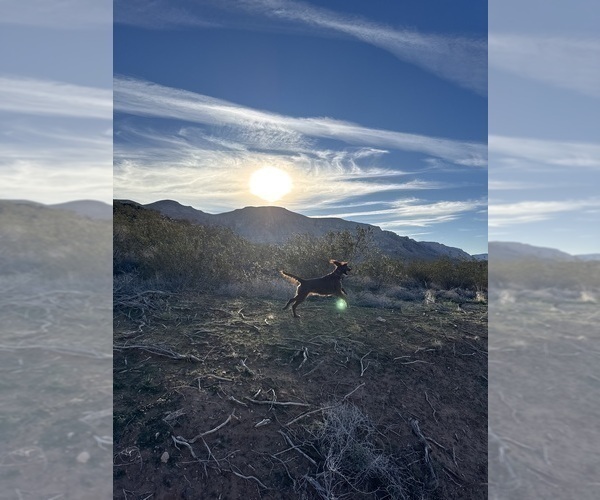Medium Photo #1 Irish Setter Puppy For Sale in OREM, UT, USA