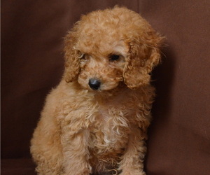 Poodle (Miniature) Dog for Adoption in PATERSON, New Jersey USA