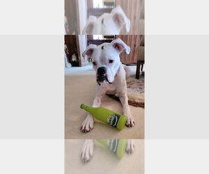 Boxer Dogs for adoption in Austin, TX, USA