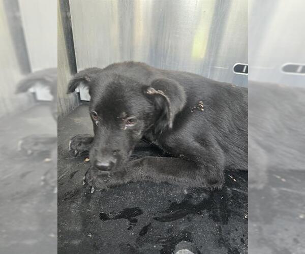 Medium Photo #1 Labrador Retriever-Unknown Mix Puppy For Sale in San Antonio, TX, USA