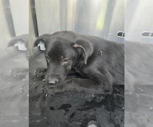 Labrador Retriever-Unknown Mix Dogs for adoption in San Antonio, TX, USA
