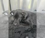 Small Labrador Retriever Mix