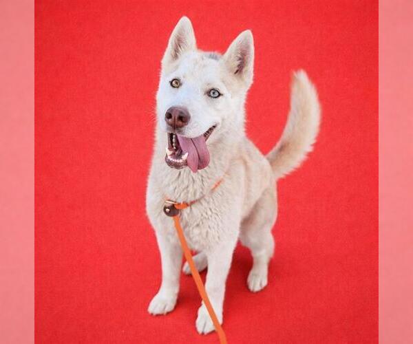 Medium Photo #2 Siberian Husky Puppy For Sale in Redlands, CA, USA