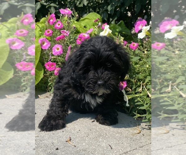 Medium Photo #2 Lhasa Apso-Poodle (Toy) Mix Puppy For Sale in CANOGA, NY, USA