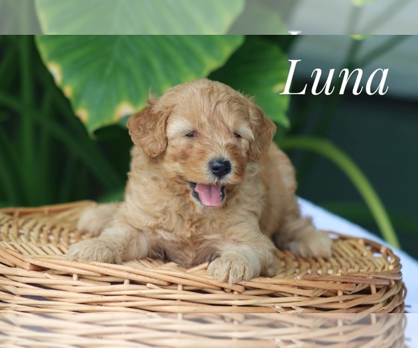 Medium Photo #2 Goldendoodle (Miniature) Puppy For Sale in ITASCA, TX, USA