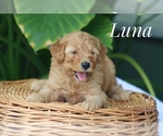 Small #1 Goldendoodle (Miniature)