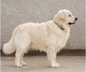 Father of the Golden Retriever puppies born on 07/08/2026