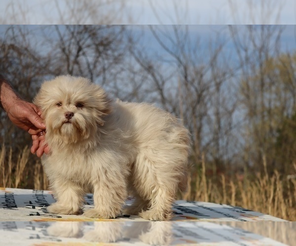 Medium Photo #12 ShihPoo Puppy For Sale in DYERSBURG, TN, USA