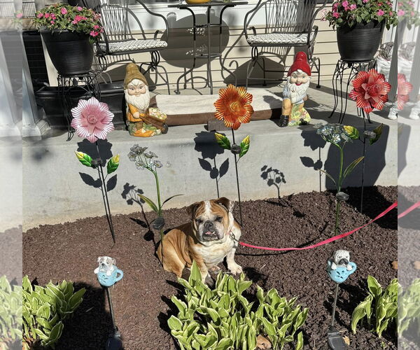 Medium Photo #8 Bulldog Puppy For Sale in St. Louis Park, MN, USA