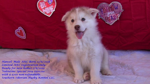 Medium Photo #1 Siberian Husky Puppy For Sale in LAURENS, SC, USA