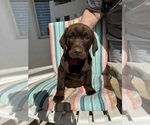 Puppy Lillie Jane Labrador Retriever
