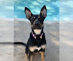 Schatzie - Female Australian Kelpie-Unknown Mix Dog for Adoption - Photo #2