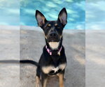 Small Photo #2 Australian Kelpie-Unknown Mix Puppy For Sale in Canton, CT, USA