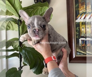 French Bulldog Puppy for sale in MODESTO, CA, USA
