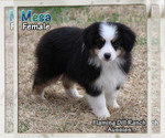 Small #3 Miniature Australian Shepherd