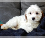 Small #3 Cavapoo (Miniature)