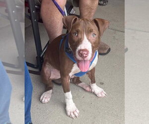 Mutt Dogs for adoption in Spotsylvania, VA, USA