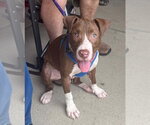 Butter Bean (puppy) - Male Mutt Dog for Adoption - Small photo