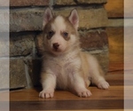 Small Photo #4 Siberian Husky Puppy For Sale in SILEX, MO, USA