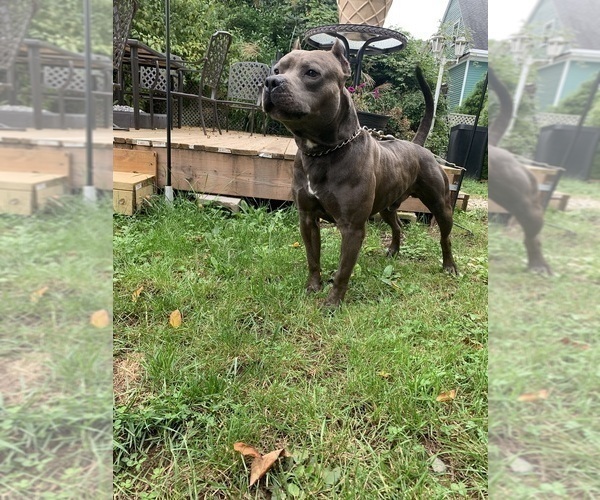 Medium Photo #1 American Pit Bull Terrier Puppy For Sale in ORANGE, NJ, USA