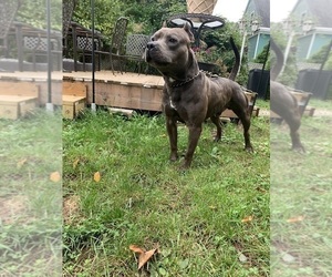 Father of the American Pit Bull Terrier puppies born on 01/29/2026