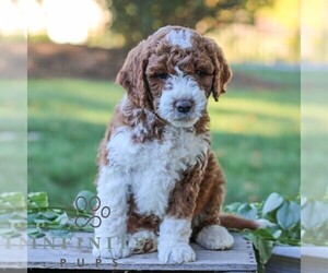 Goldendoodle (Miniature) Puppy for sale in LITITZ, PA, USA