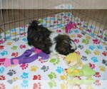 Small Photo #2 Shih Tzu Puppy For Sale in ORO VALLEY, AZ, USA