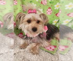 Small #3 Mutt