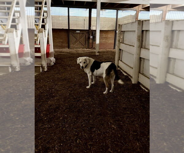 Medium Photo #6 Treeing Walker Coonhound-Unknown Mix Puppy For Sale in Aurora, IN, USA