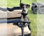 Small Photo #13 Border-Aussie Puppy For Sale in Fultonham, NY, USA