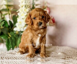 Cavapoo Puppy for sale in DENVER, PA, USA