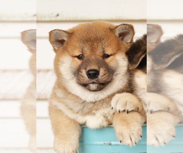Medium Photo #5 Shiba Inu Puppy For Sale in Neosho, MO, USA