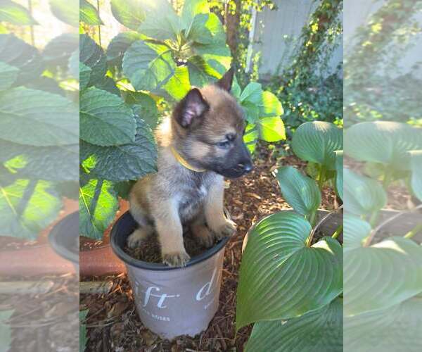 Medium Photo #1 Mutt Puppy For Sale in Imlay City, MI, USA
