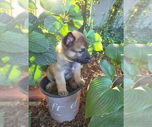 Mutt Dogs for adoption in Imlay City, MI, USA