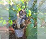 Pumpkins Litter Sorrel  - Located in SC - Female Mutt Dog for Adoption - Small photo