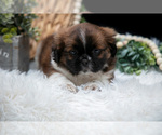 Small #2 Shih Tzu