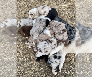 Australian Shepherd Puppy for Sale in TOLEDO, Illinois USA