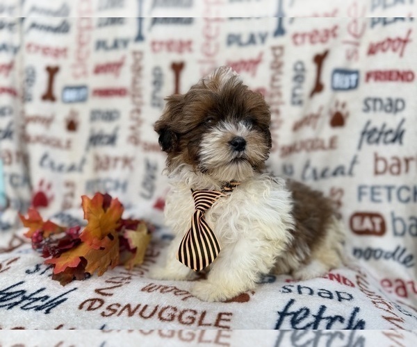 Medium Photo #3 Shih-Poo Puppy For Sale in LAKELAND, FL, USA