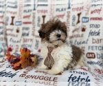Small #2 Shih-Poo