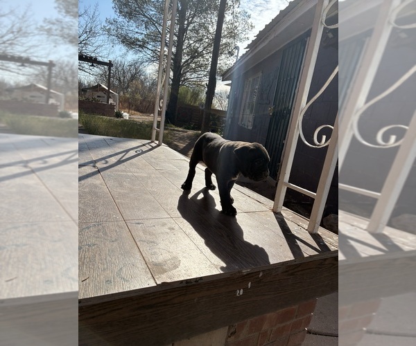 Medium Photo #3 American Bandogge mastiff Puppy For Sale in DEMING, NM, USA