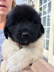 Newfoundland Puppy for sale in PERU, IN, USA