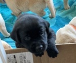 Small Photo #3 Labrador Retriever Puppy For Sale in OAKLEY, CA, USA